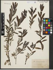 Foto von Salix purpurea L. x Salix repens L.